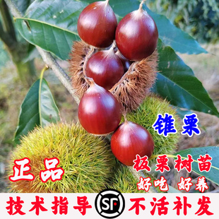 板栗树果苗嫁接建瓯锥栗树苗特大榛子苗树南方北方盆栽地栽板栗苗