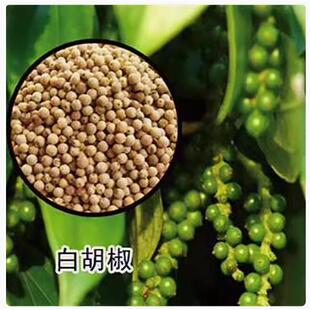 白胡椒树苗 黑胡椒苗 胡椒地栽苗盆栽都可以当年结果南北方种植