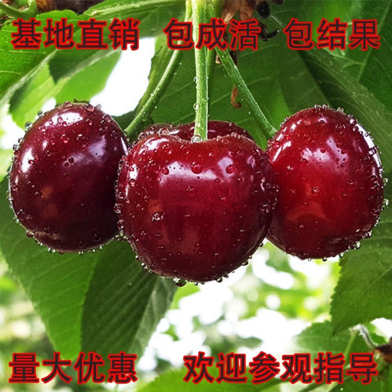 东北户外种植耐寒车厘子大