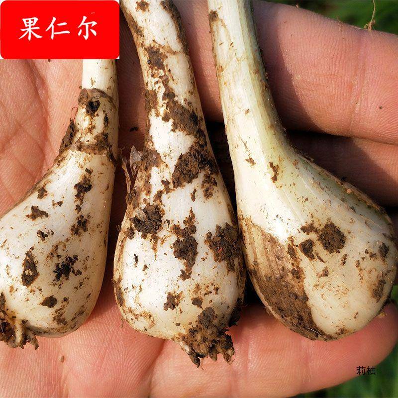 新鲜荞头现挖农家自种新鲜藠头新鲜蔬菜农家蒜白泡菜荞头茭头包邮