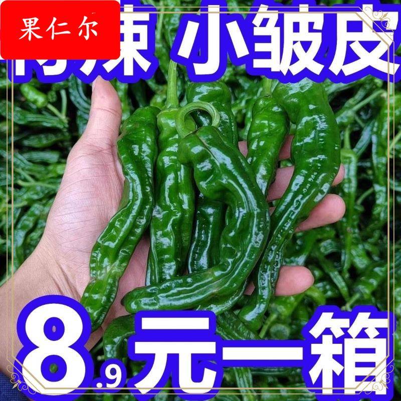 江苏徐州新鲜特辣自种皱皮薄皮辣椒现摘现发辣子鸡1/5斤现货包