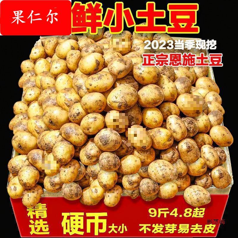 湖北恩施富硒小土豆斤新鲜现挖黄心蔬菜迷你土豆当季马铃薯