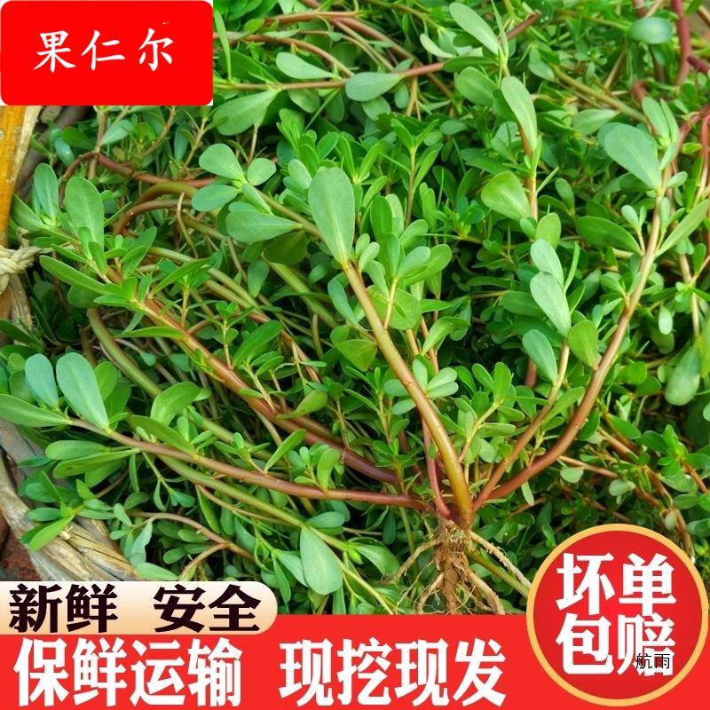 马齿苋菜新鲜包邮现摘马齿菜马蜂菜野地马齿笕1-4斤食用野菜现挖