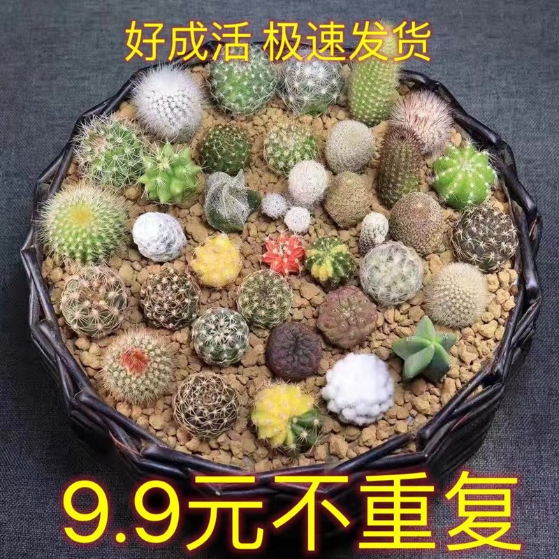 彩色仙人球仙人无根仙人掌套餐嫁接组合盆栽多肉三角开花植物侧芽