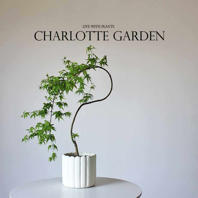 流泉枫 网红绿植 宅寂风 室内盆栽植物 家居装饰 软装,玩具/童车/益智/积木/模型,垂直悬浮玩具,淘宝优惠券,粉丝福利购,淘宝优惠卷