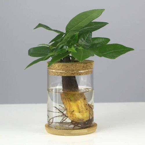 Nordic Style Glass Simple Hydroponic Plants Flower Pot Creat