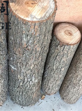 小木桩底座摆件树桩树干原木头杉C树摄影拍照园艺木樟木墩装饰道