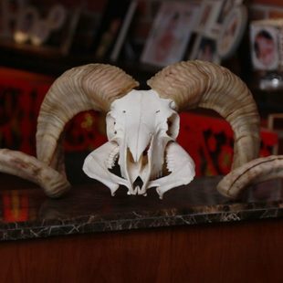 羊头骨羊角装饰标本摆件墙挂件壁挂墙饰动物真头民族特色工艺品