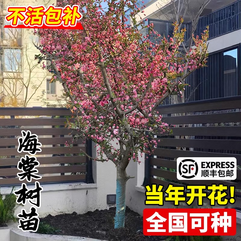 海棠花树苗庭院别墅地栽高u杆垂丝海棠西府海棠花室外植物北美海