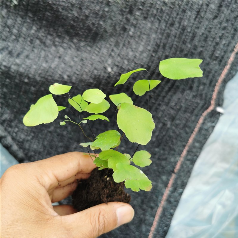 银币铁线蕨苗微景观植物生态缸造景O小型蕨类小微景观