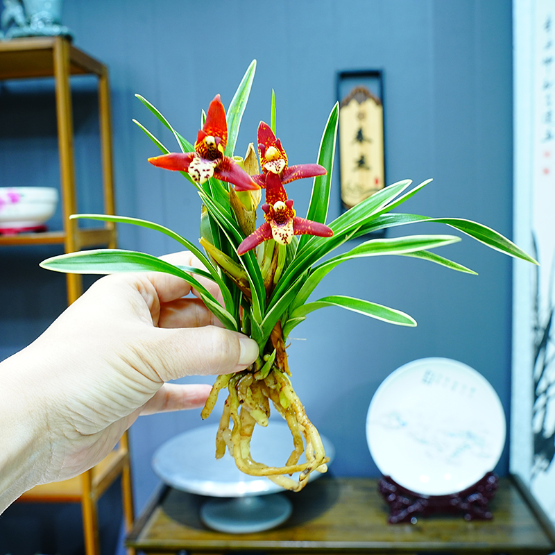 新款金边浓香兰花苗中国红迷你矮种室内客厅P兰花苗阳台好养懒人