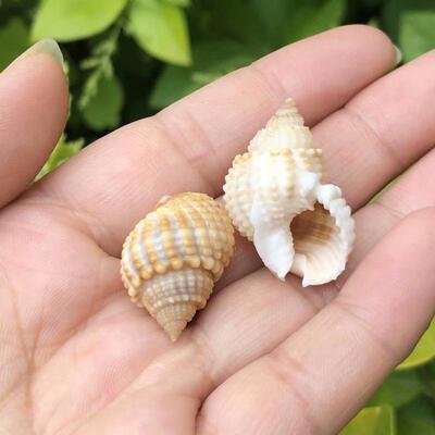 天然贝壳海螺织纹螺标本螺寄居蟹壳替换鱼缸水族装饰diy手工礼物