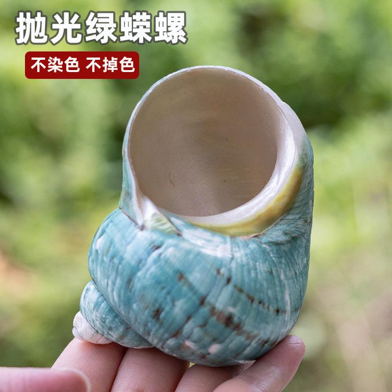 天然海螺贝壳抛光绿蝾螺寄居蟹壳大口径水族鱼缸造景家居摆件收藏图片