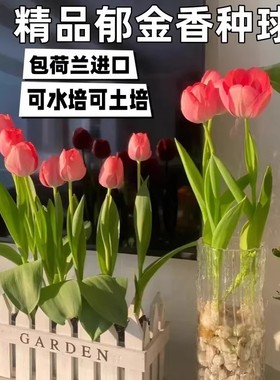 【下单立减50】 耐寒易活郁金香种球水培土培适用于室内外阳台JL