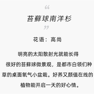 乐可植物 南洋杉盆栽苔藓球绿植室内客厅办公桌面水培懒人圣诞树