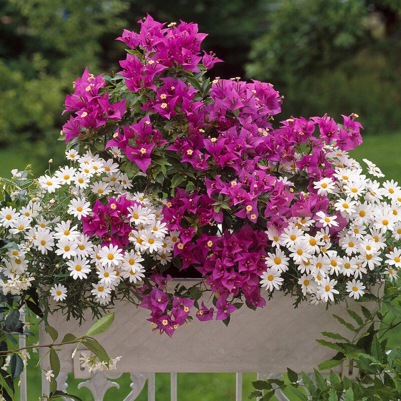 天狼三角梅庭院阳台喜光易养护观赏性多年木本植物花卉盆栽