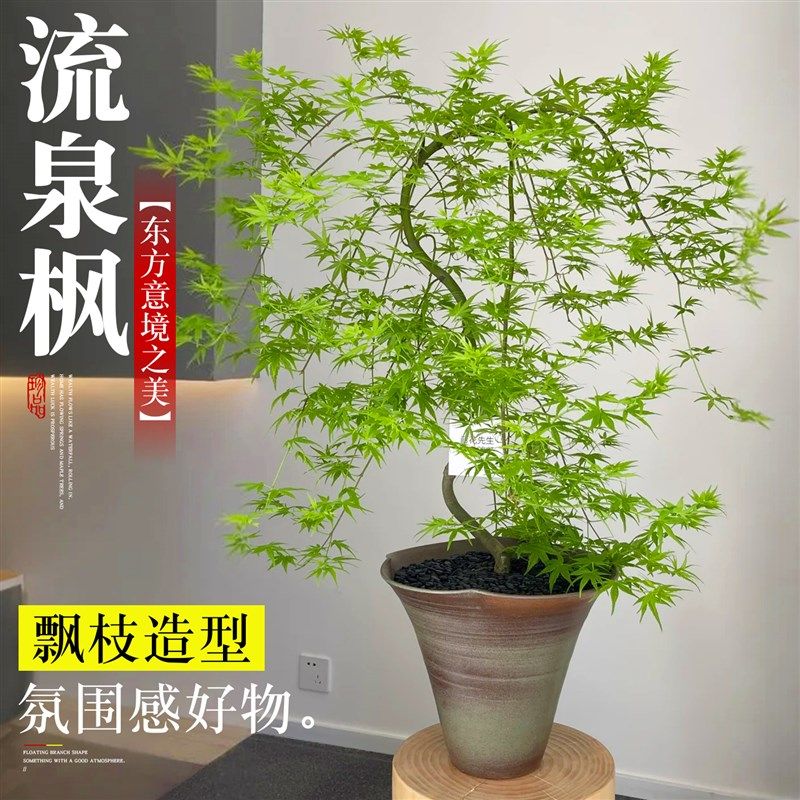 流泉枫盆栽大型绿植客厅室内好养活高级感盆景办公室老桩植物四季
