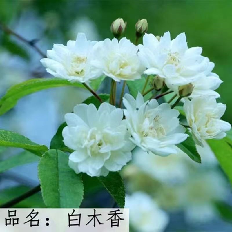 直播黄木香白木香浓香盆栽蔷薇大花卉树苗带花苞适合垂吊拱门