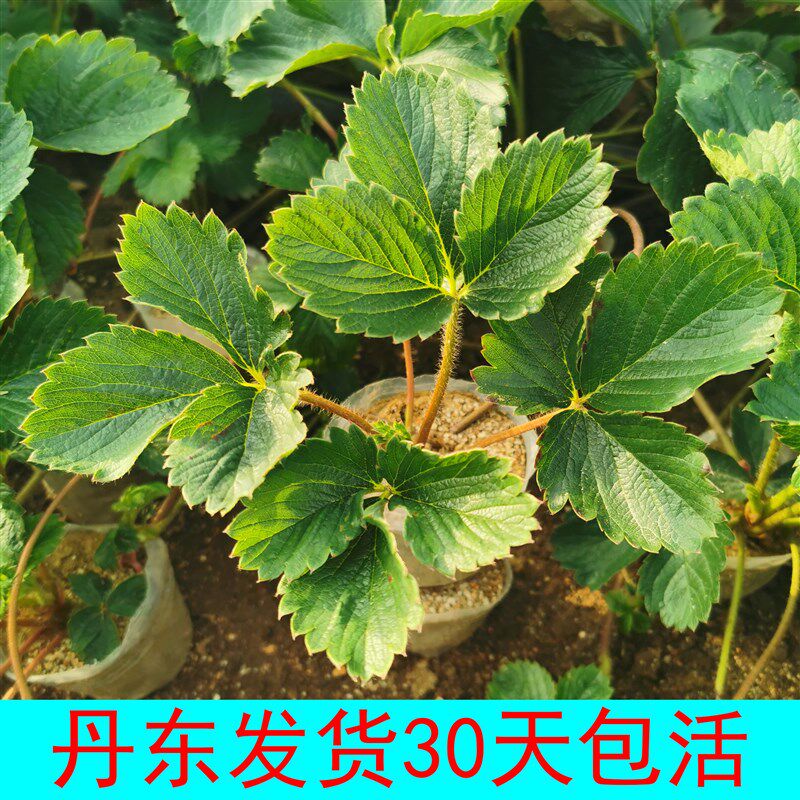 丹东99红颜奶油草莓苗草莓秧大棚阳台庭院四季盆栽绿植带土发货