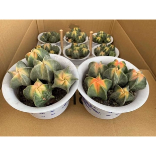 【基地直供】多肉植物 盆栽花卉绿植仙人球植物 多颗鸾凤玉锦