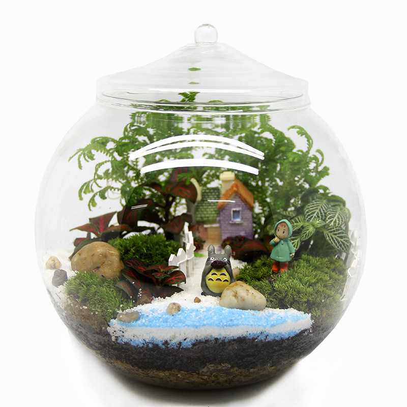 苔藓微景观造景瓶 玻璃盖瓶 情人生日礼品活植物 创意礼品材料包