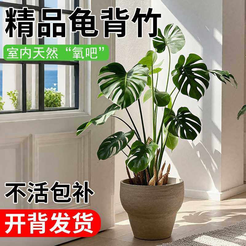 包成活龟背竹客厅大盆栽大叶四季长青花卉绿植四季好养活净化空气,畜牧/养殖物资,畜牧/养殖器械,淘宝优惠券,粉丝福利购,淘宝优惠卷