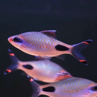 红线黑影道人鱼观赏鱼一眉道人鱼广温鱼观赏鱼草缸原生鲫鱼群游鱼