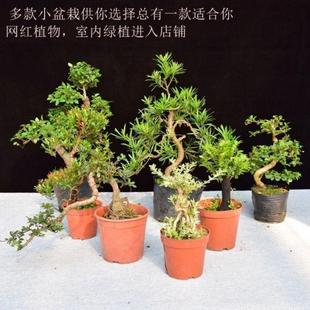 悬崖盆景香兰 茶树白蜡 雀梅 六月雪 榆树 罗汉松 雀梅 虎皮榕