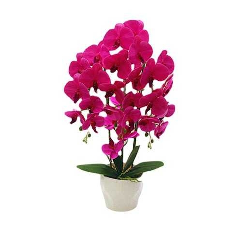 高品质蝴蝶兰仿真花盆栽高档2022新款摆件客厅塑料花假花朵胶片