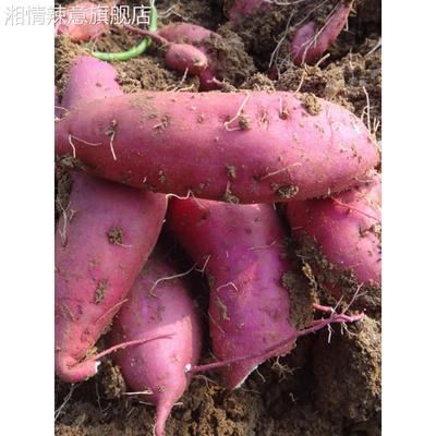 河南白心板栗薯红皮干面地瓜新鲜白瓤山芋白薯干心番薯白芯红薯