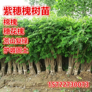 紫穗槐树苗防沙固沙护坡灌木国槐树苗刺槐树苗耐寒耐旱固土绿化苗