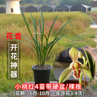 四季建兰老种金边兰花 小桃红彩虹 线艺锦旗富山奇蝶春兰墨兰花苞