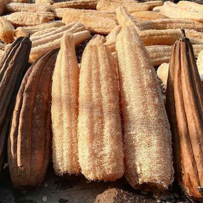 丝瓜络 洗锅刷碗整根老丝瓜瓤洗碗搓澡洗澡天然带皮干丝瓜囊筋