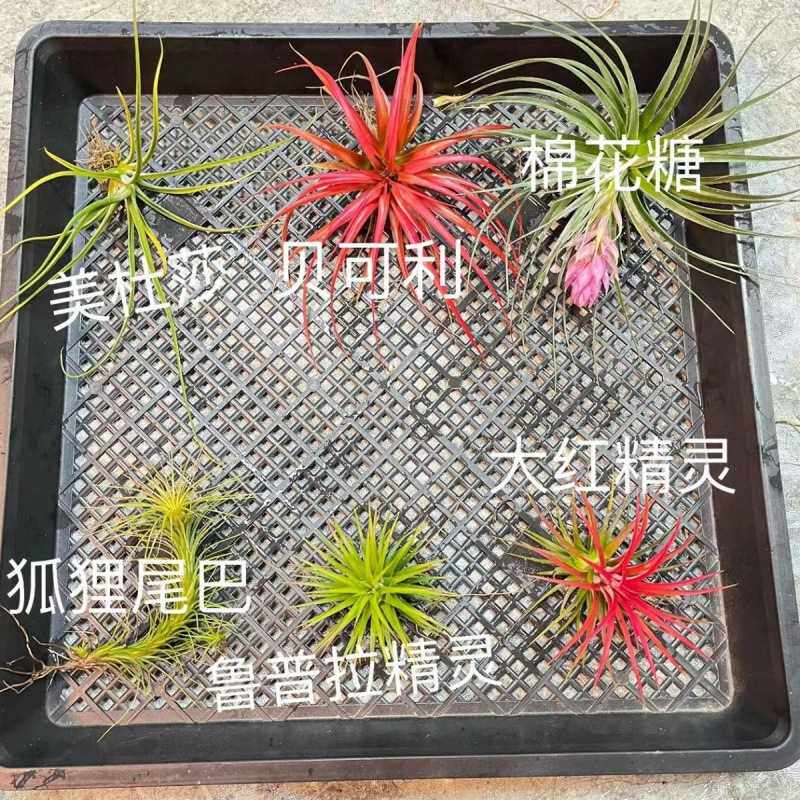 空气凤梨新手套装6颗不同品种空凤懒人植物耐寒绿植盆栽