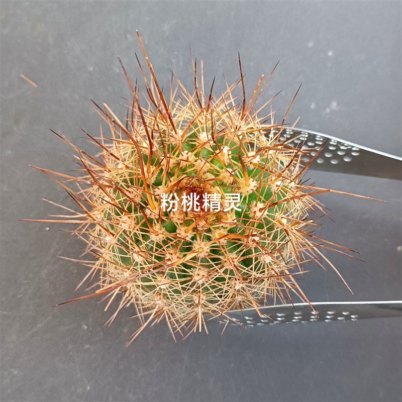 粉桃精灵 毛花柱仙人球重v瓣复色大花层次感强包对版多肉植物好养