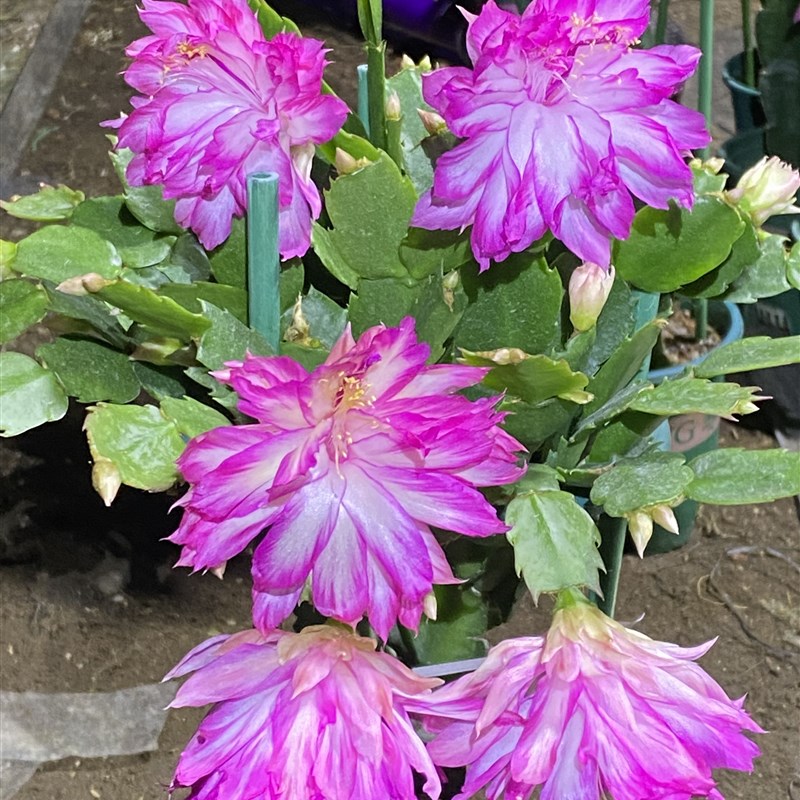 进口蟹爪兰无根叶片不老嫩的 J一枝发货 如图所示