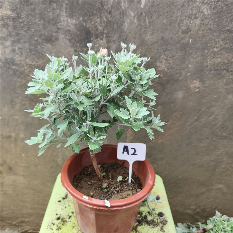 盆景老桩菊e悬崖式造型多年生老根木本精品菊花树桩带花苞庭院阳