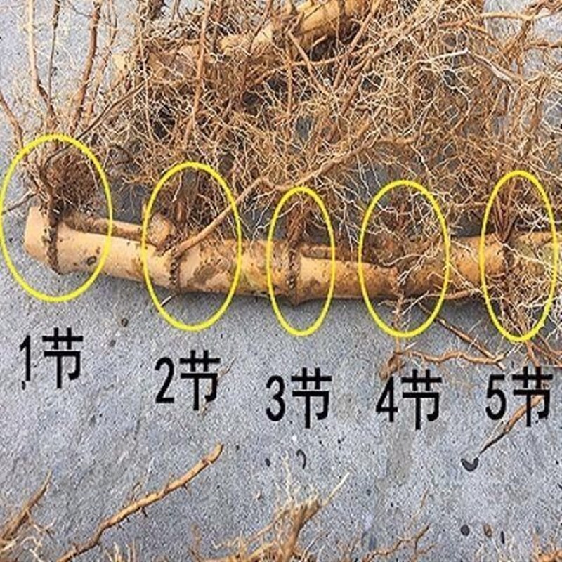 大型楠竹苗食f用竹笋竹苗竹子苗毛竹苗种苗庭院楠竹根种植常青竹