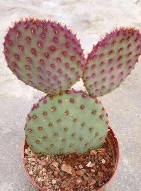 龙舌兰植物仙人球紫色圣丽塔仙人掌属耐寒耐热沙生花园花境植物