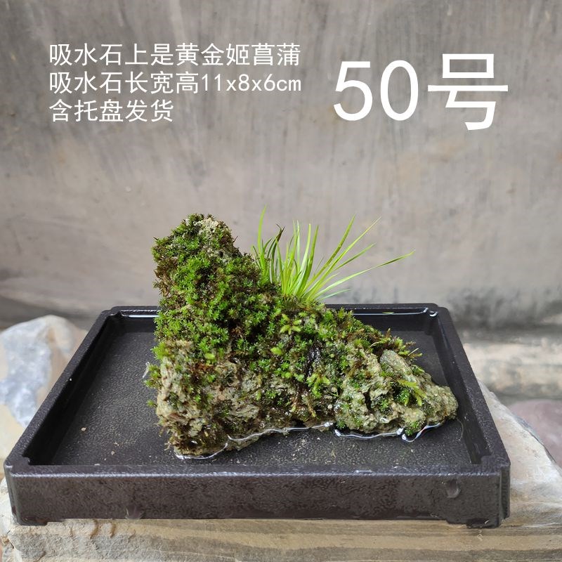 菖蒲附石盆d景茶桌水培绿植吸水石苔藓微景观蕨类水陆缸一物一拍