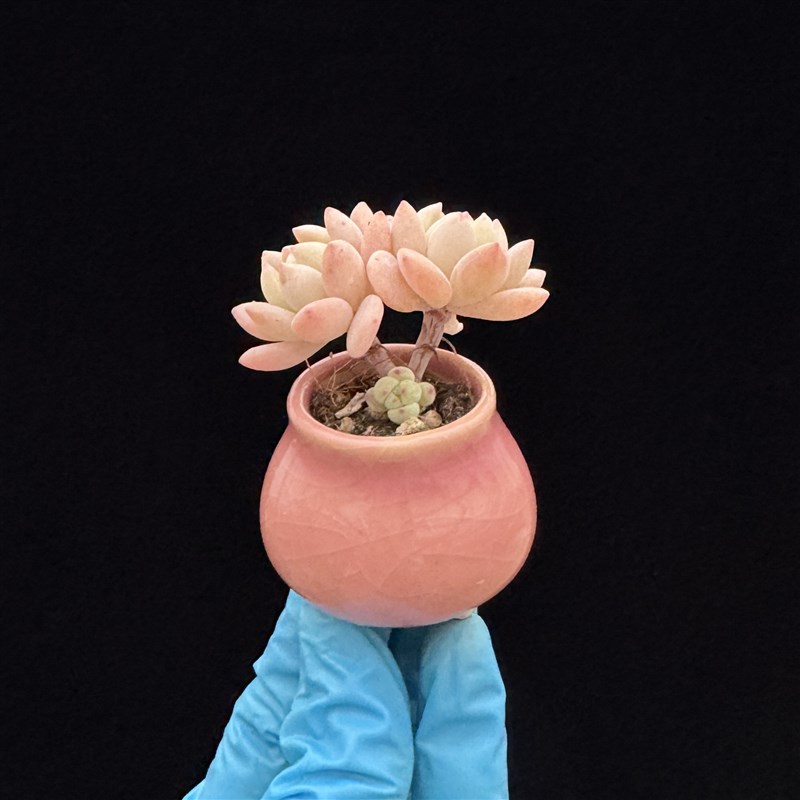 拇指盆迷你多肉植物 t带盆土栽种好 精品小多肉植物