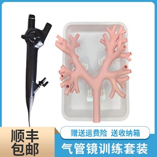支气肺管镜训练模型纤维电子支气树管训练模拟器介入四级练习