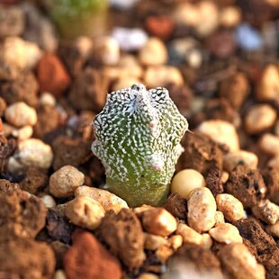 实生四角恩冢鸾凤玉仙人球星球属多肉植物花卉绿植室内盆栽阳台养
