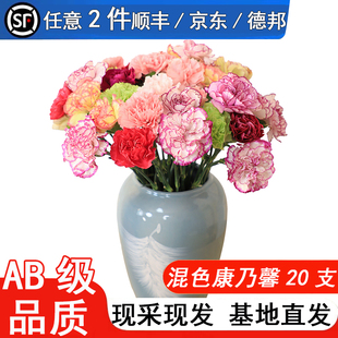 混色康乃馨鲜花云南基地直发女神母亲教师节单头康水养鲜切花