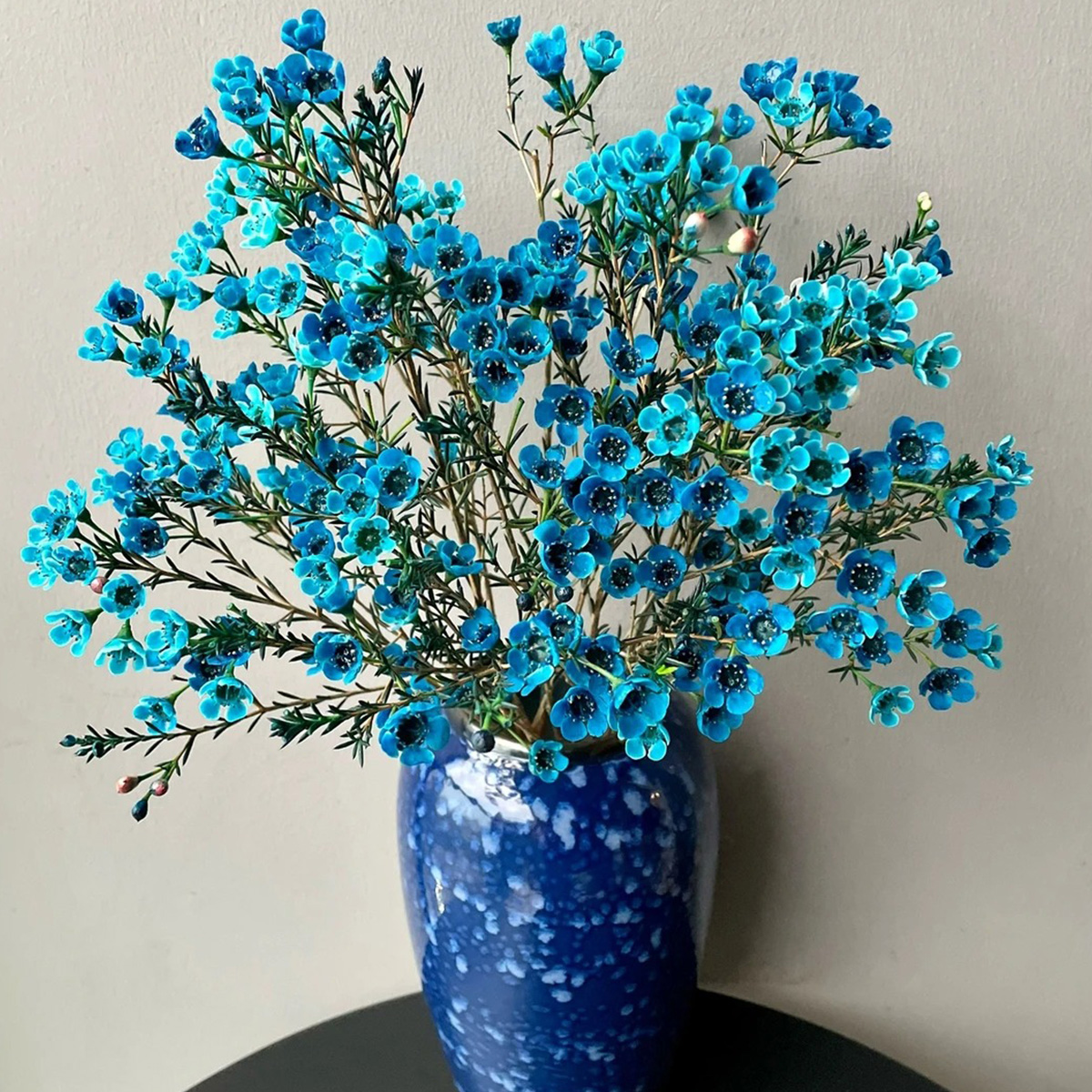 腊梅蓝色鲜花云南基地直发水养鲜切花卉年宵花生活插花