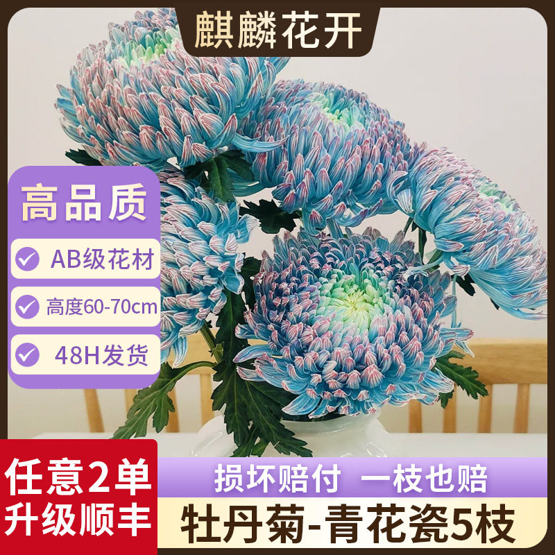 青花瓷牡丹菊鲜花云南基地直发鲜切花七夕情人节花束礼物花卉插花