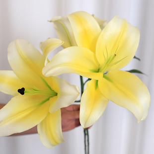 黄天霸香水百合花鲜花云南基地直发单瓣大花苞客厅卧室水养鲜切花