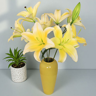 黄天霸香水百合花鲜花云南基地直发单瓣大花苞鲜切花新鲜水养插花