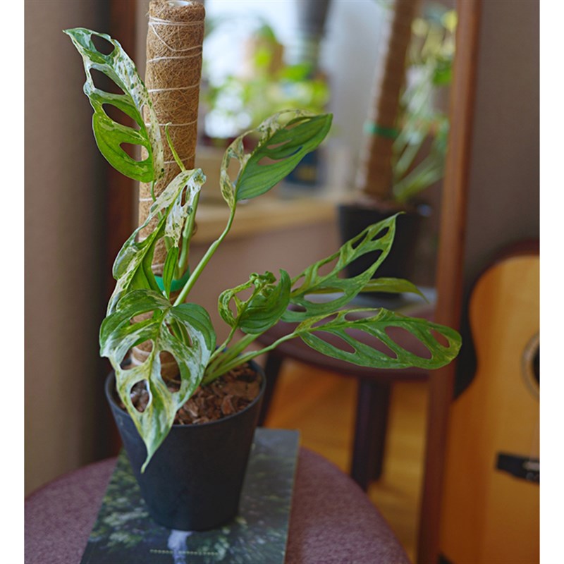 PIS平民公主薄荷仙r洞龟背竹好养个性锦化植物净化空气天南星