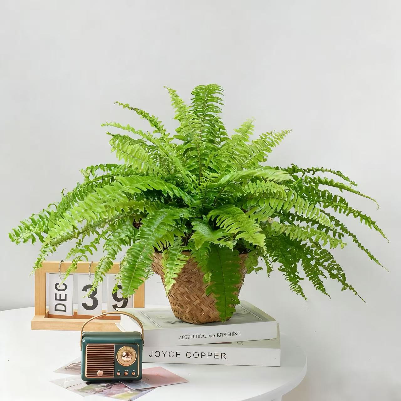 波斯顿蕨盆栽土培耐阴室内客厅观叶长藤垂吊蕨类懒人绿植ZH